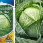 เมล็ดกะหล่ำปลี