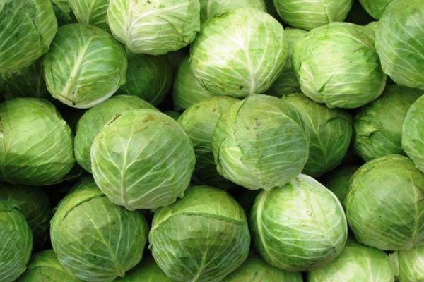 Récolte de choux