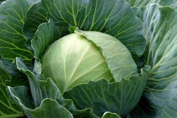 Tête de chou