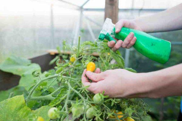 การพ่นยามะเขือเทศ