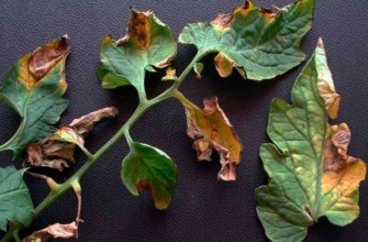 โรคมะเขือเทศ