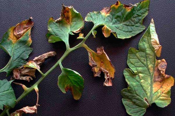 โรคมะเขือเทศ