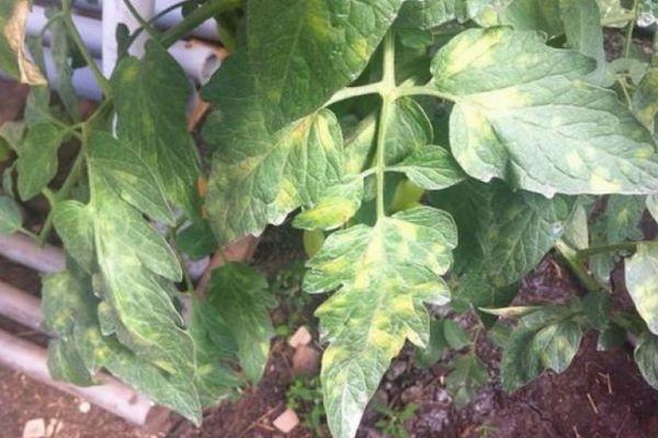 โรคของมะเขือเทศ