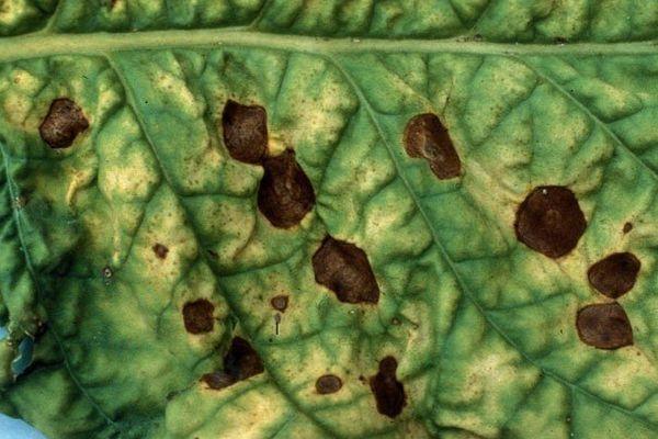 อาการใบดำ