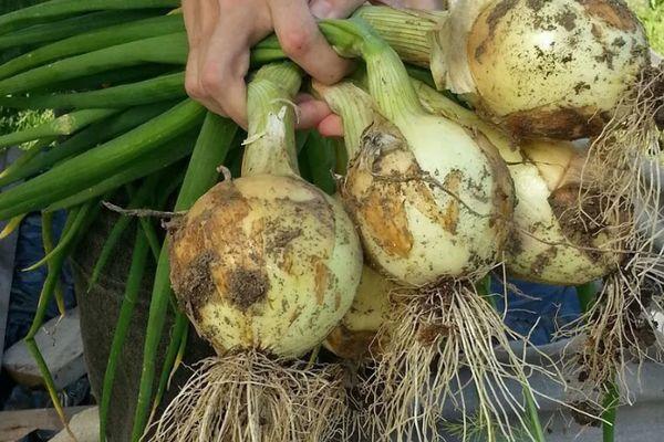 ผลหัวหอม