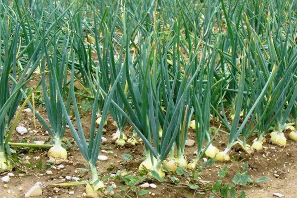 หัวหอมในดิน