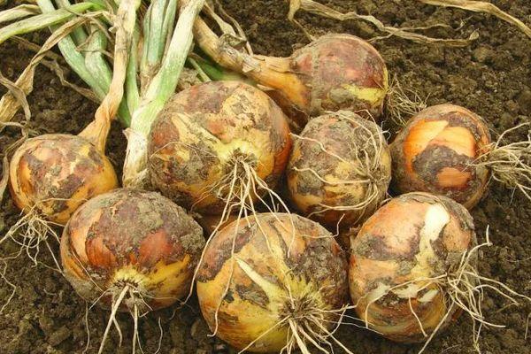 การเก็บเกี่ยวหัวหอม