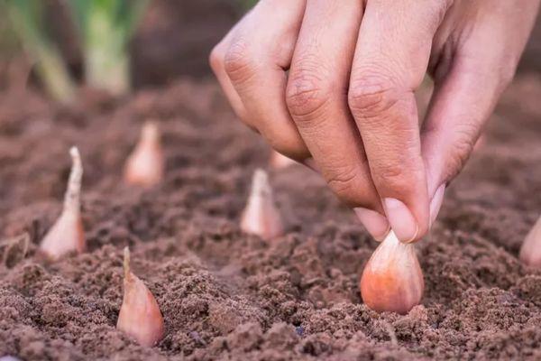 การปลูกหัวหอม