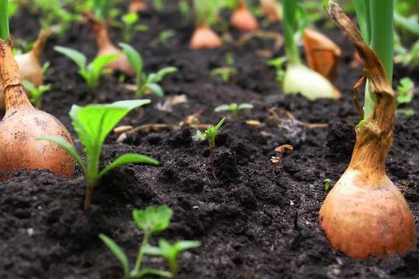 การปลูกหัวหอม