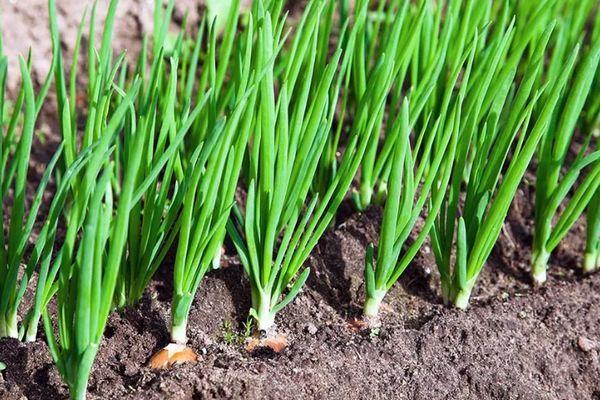 ต้นกล้าอ่อน