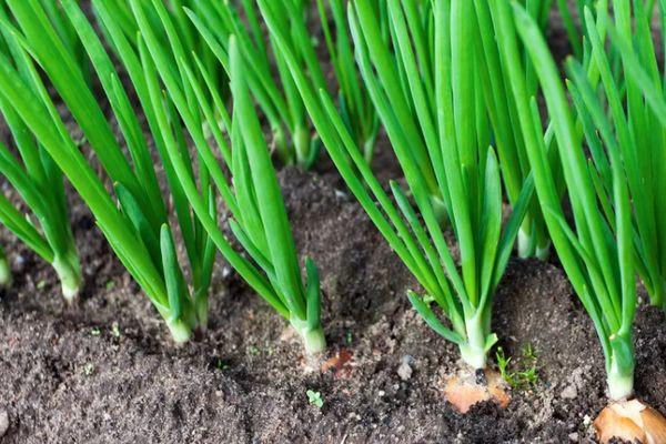 แปลงหัวหอม