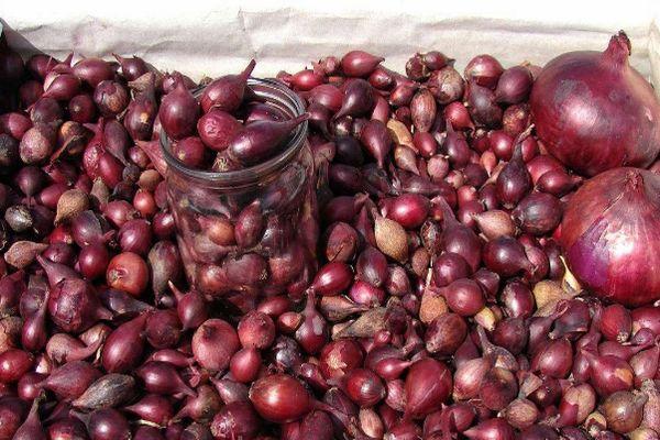 หัวหอมสำหรับหว่าน