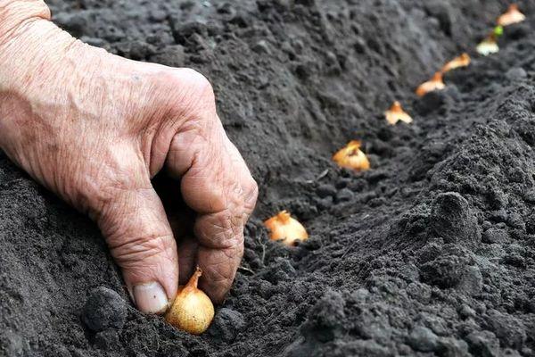 การปลูกหัวหอม