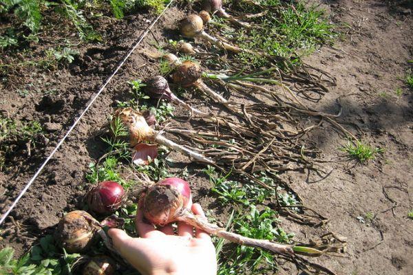 การปลูกหัวหอม