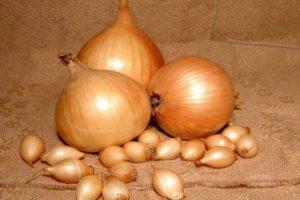 ลักษณะและลักษณะของหัวหอมพันธุ์เชตานาและคำแนะนำในการปลูก