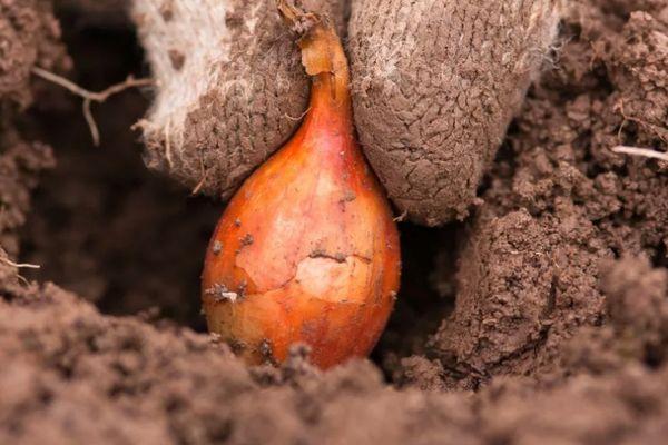 การปลูกหัวหอม