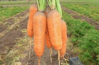 แครอทขนาดใหญ่