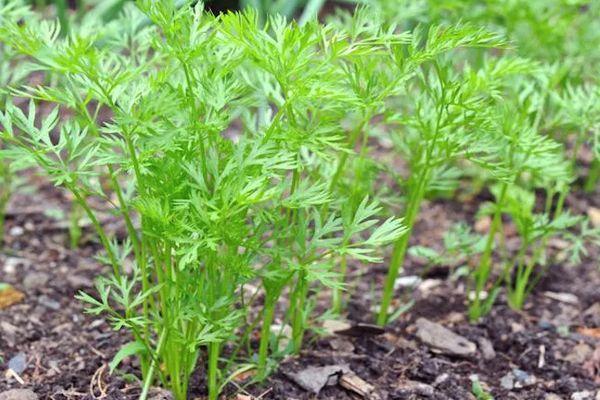 แครอทอ่อน