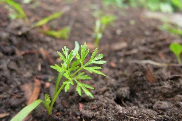 แครอทงอก