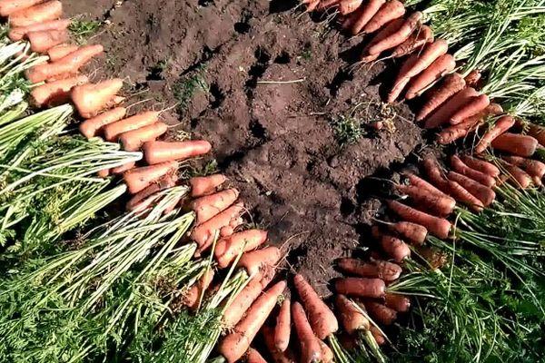 การเก็บเกี่ยวแครอท