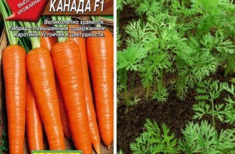 เมล็ดแครอท