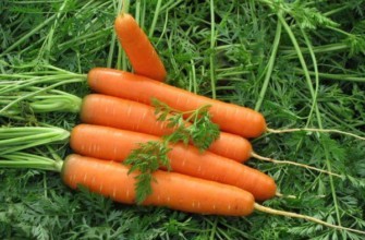 แครอทบนหญ้า