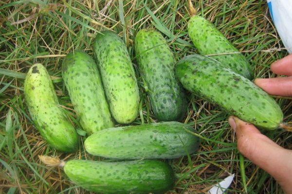 แตงกวาลูกเล็ก