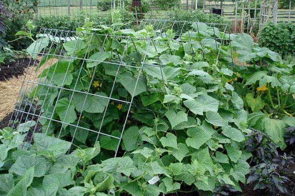 การปลูกแตงกวา