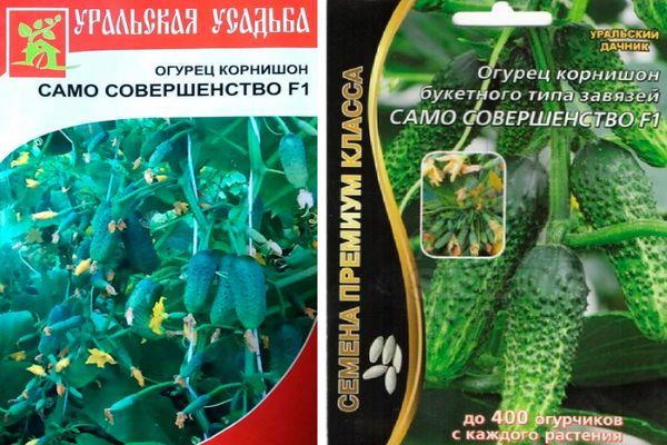 ลักษณะและคำอธิบายของแตงกวา ความสมบูรณ์แบบในตัวเอง การปลูกและการดูแลพันธุ์