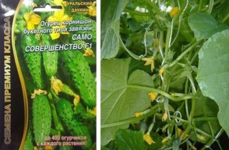 แตงกวาเป็นพวง