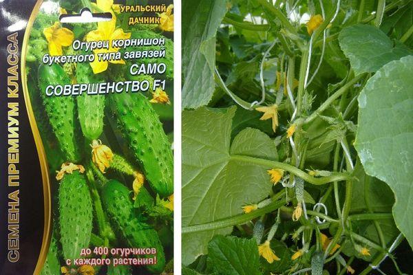 แตงกวาเป็นพวง