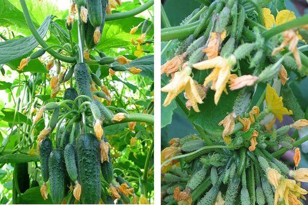 ลักษณะและคำอธิบายของแตงกวา ความสมบูรณ์แบบในตัวเอง การปลูกและการดูแลพันธุ์