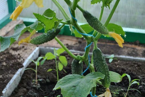 Cultiver des concombres