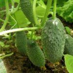 Cultiver des concombres