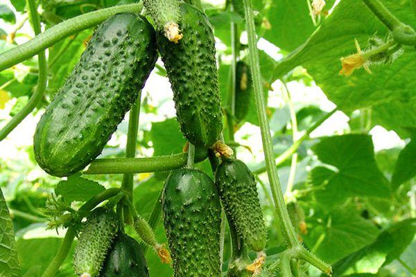 แตงกวาอาแจ็กซ์