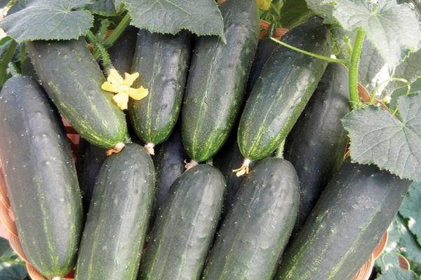 แตงกวาสุก