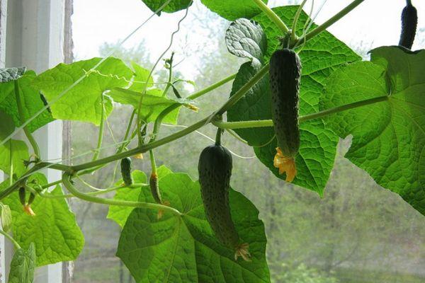 ใบแตงกวา