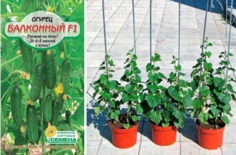 เมล็ดแตงกวา