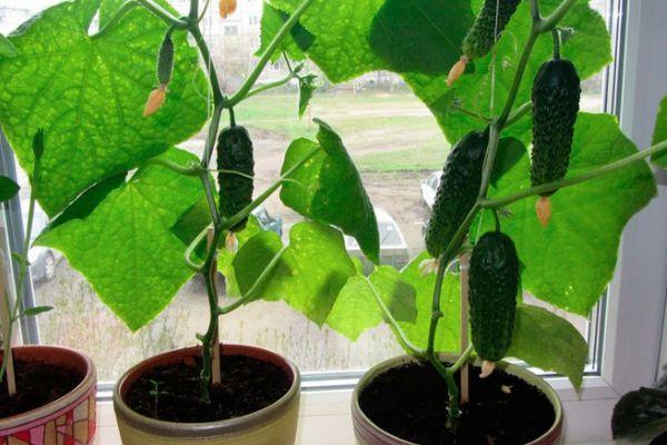 แตงกวาในกระถาง