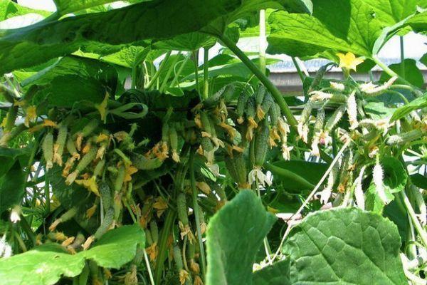 แตงกวาระเบียง