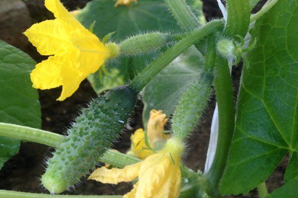 แตงกวาออกดอก