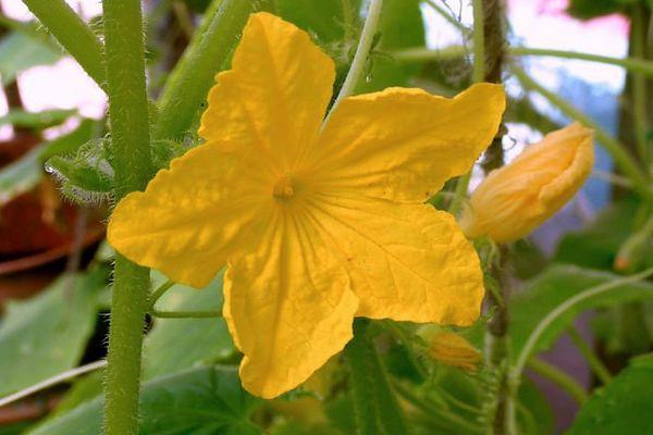 ดอกแตงกวา