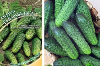 เมล็ดพืชและถั่ว