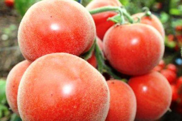 มะเขือเทศเนื้อกำมะหยี่