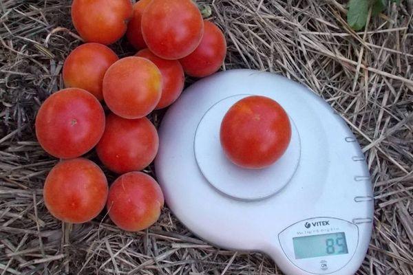 การชั่งน้ำหนักมะเขือเทศ