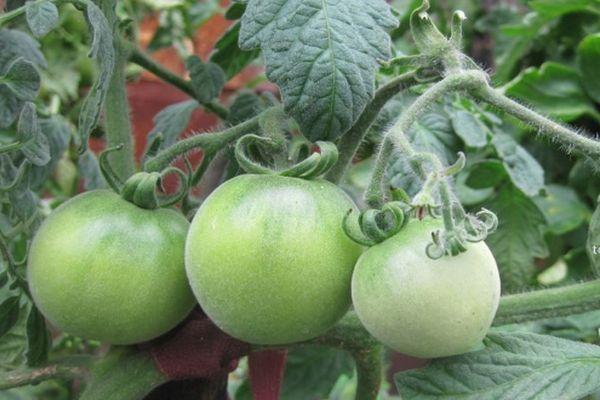 มะเขือเทศสีเขียว