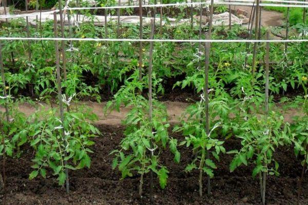 ต้นมะเขือเทศ