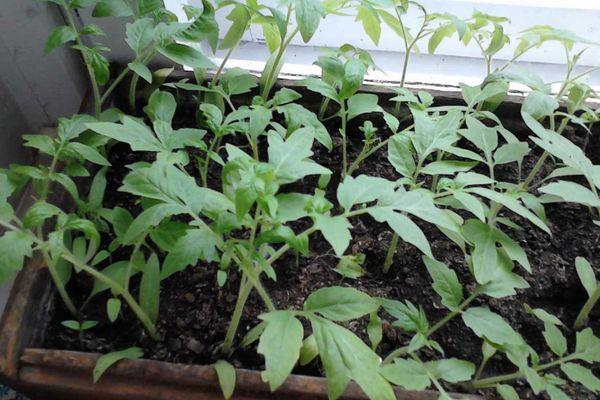 ต้นกล้ามะเขือเทศ