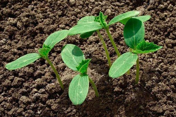 การย้ายกล้าไม้