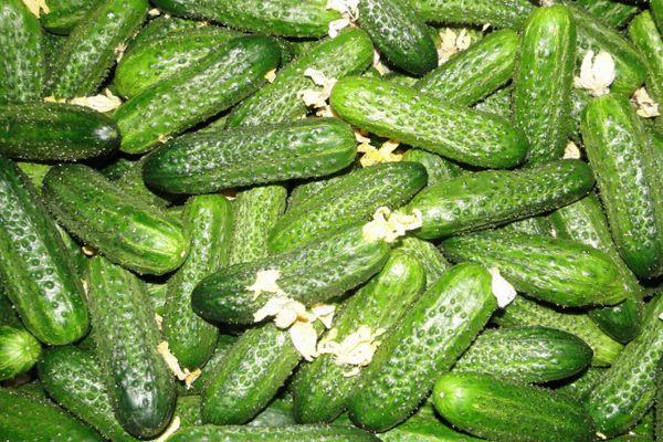 การเก็บเกี่ยวแตงกวา